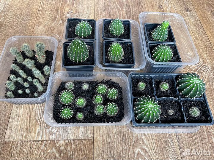 Кактусы цветущие