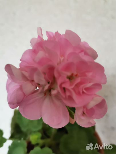 Пеларгония герань