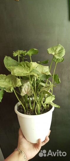 Сингониум Серый Призрак