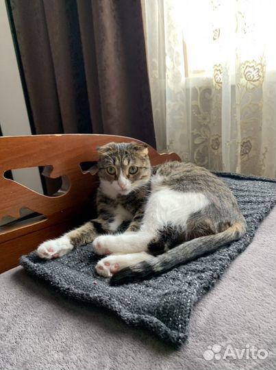Кошка в дар