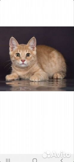 Котята из приюта