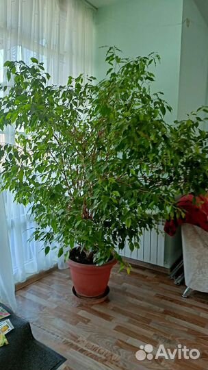 Фикус бенджамина большой 2.5 м