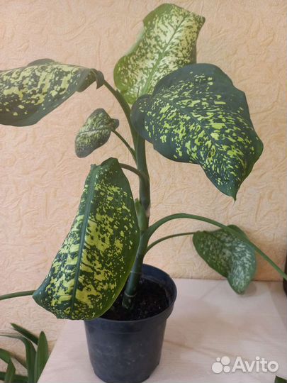 Диффенбахия