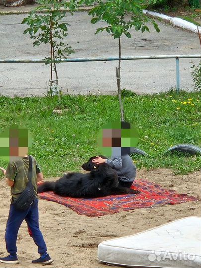 Собака в добрые руки