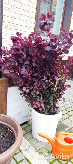 Скумпия кожевенная