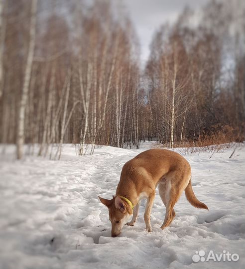Собака в добрые руки щенок