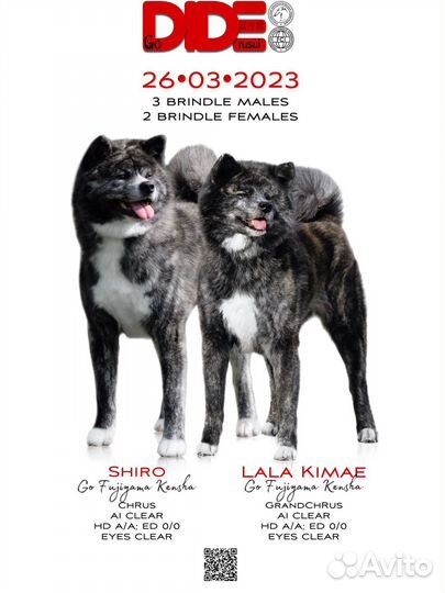 Тигровые Акита