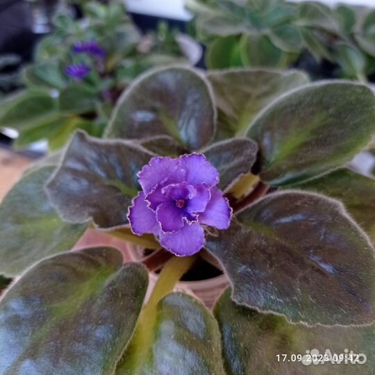 Фиалка, Каменная роза, Глоксиния