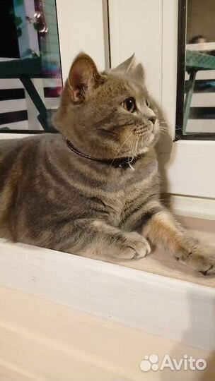 Кот на вязку