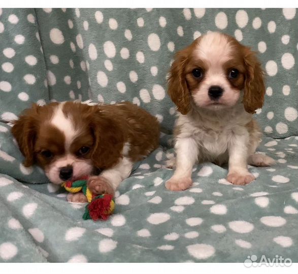 Кавалер кинг чарльз спаниель мальчики