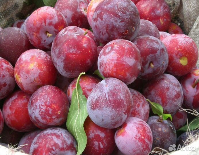 Питомник С реализует сливу Гармония