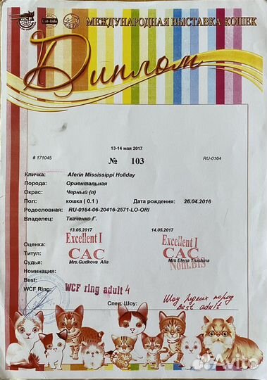 Ориентальные котята