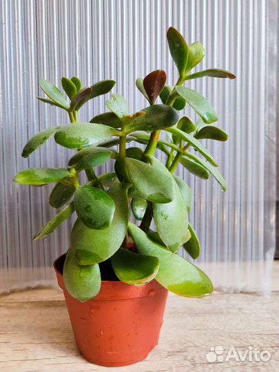 Красула толстянка. Денежное дерево