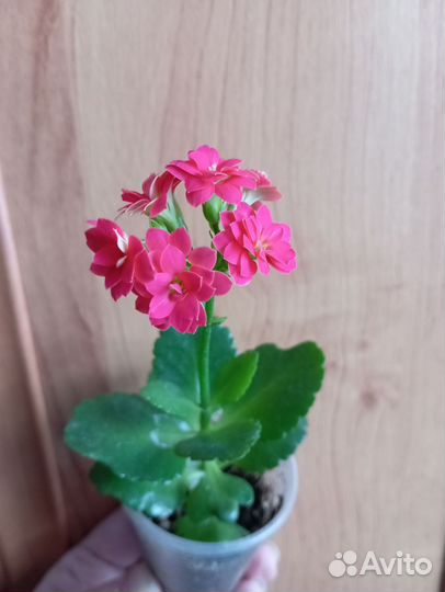 Комнатные цветы