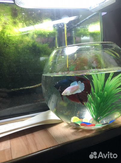 Петушок в аквариуме