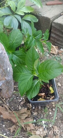 Гортензия крупнолистная