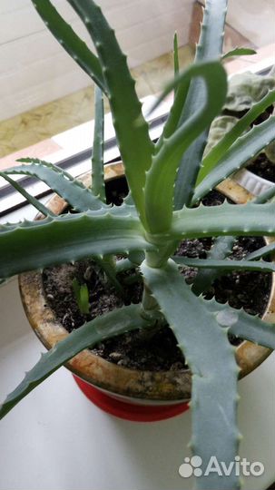 Хавортия, фиалка, кактус, алоэ, толстянка