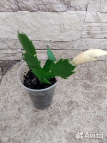 Декабрист шлюмбергера желтый,белый, красный