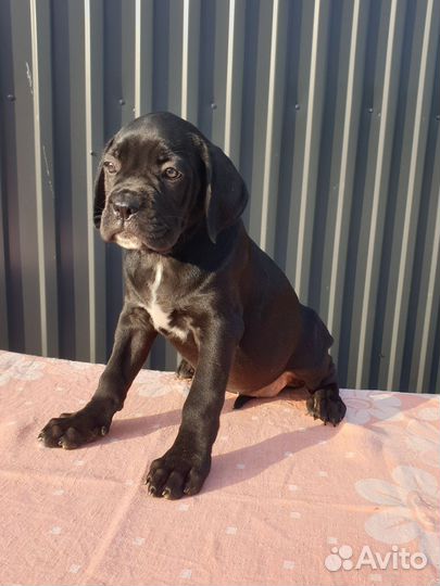 Кане корсо дети