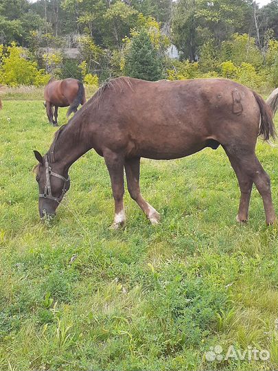 Продажа жеребчики