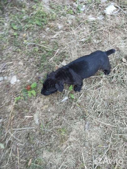 Щенки кане Корсо