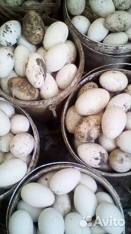 Гусята суточные. Подрощенные. Обмен на сахар.яйца