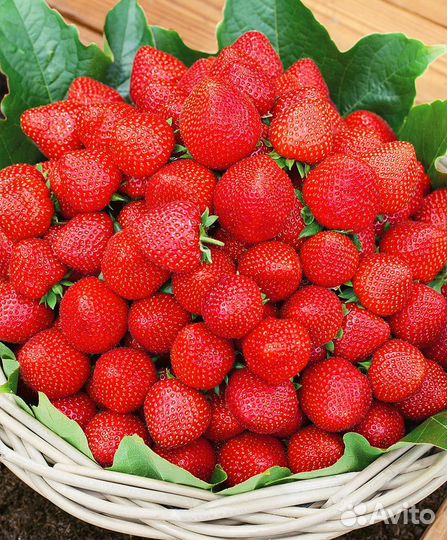 Саженцы клубники Альбион, рассада клубники