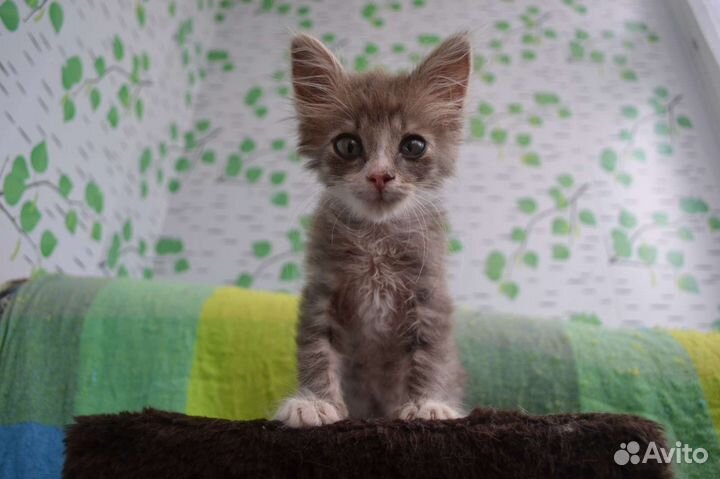 Котёнок Тиша