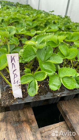 Рассада клубники