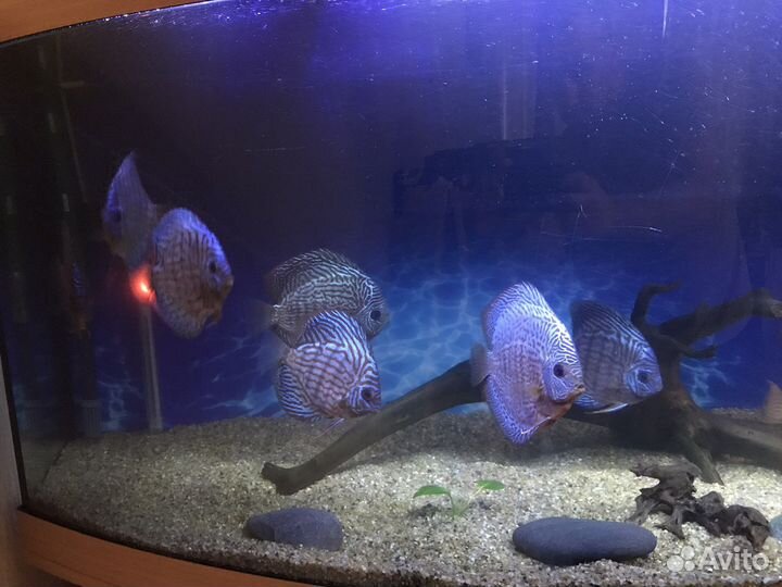 Аквариум с Дискусами