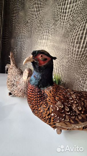 Чучело фазанов(самец и самка)