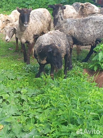 Барашки на мясо