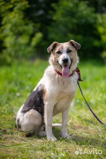 Собака Сэм в добрые руки