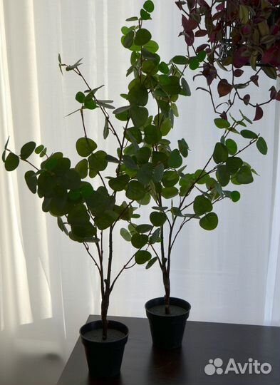 Эвкалипт растение фейка IKEA