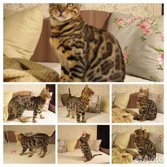 Чемпионские бенгальские котята