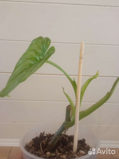 Филодендроны