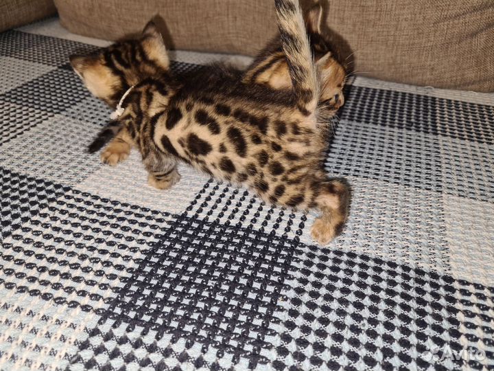 Бенгальские котята
