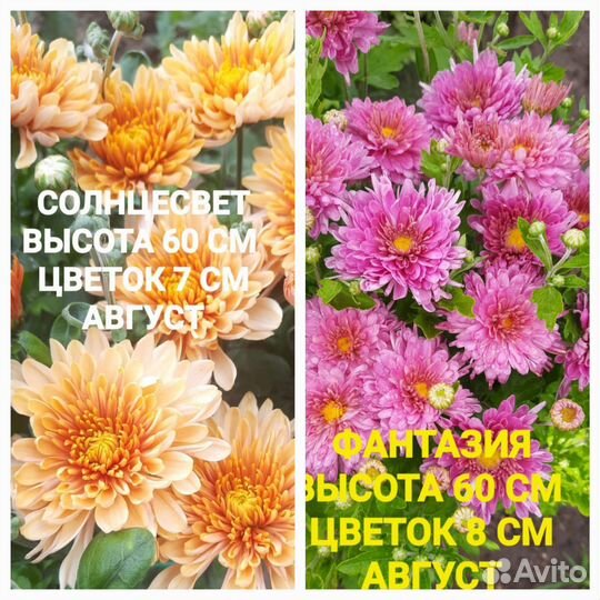 Хризантема корейская саженцы