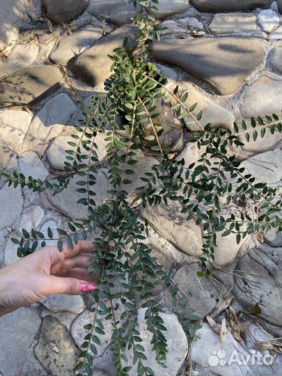 Блестящая жимолость Lonicera nitida