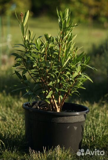 Олеандр розовый махровый саженцы