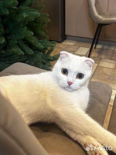 Ищем жениха