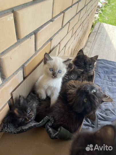 Котята в добрые руки
