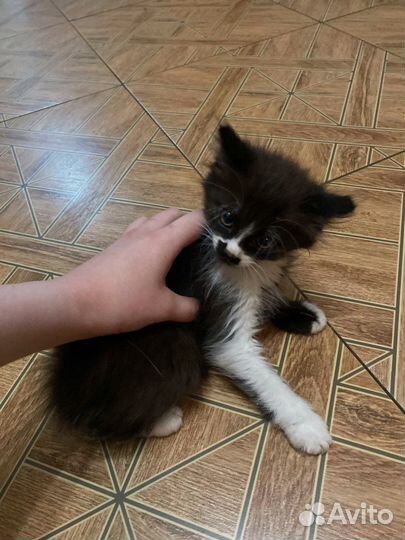 Котёнок бесплатно