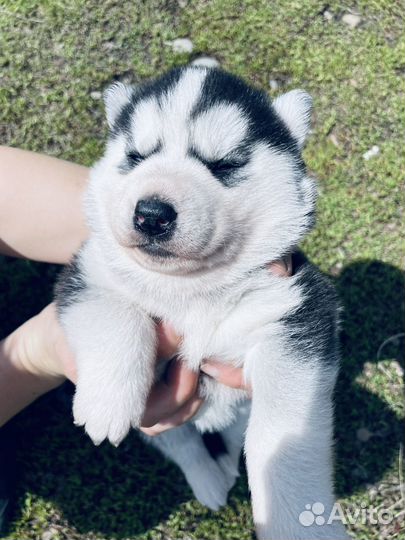 Щенки Сибирской Хаски