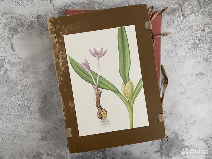 Литографии.Ботаника.Растения.Швейцария