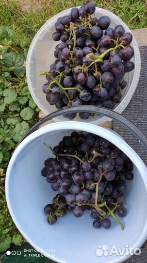 Саженцы винограда