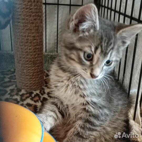 Котик, 1,5 месяца в добрые руки