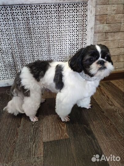 Ши-тцу вязка