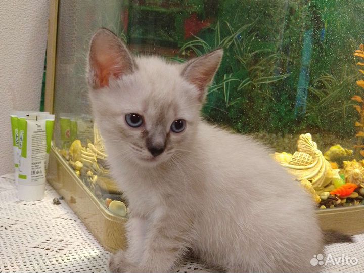Котенок