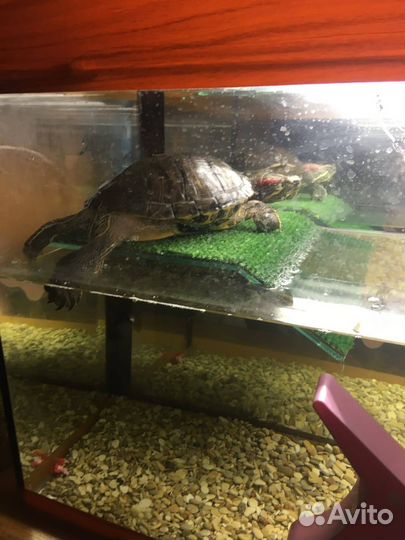 Черепаха с аквариумом